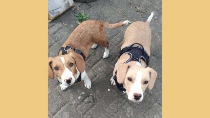 Θεσσαλονίκη: Από τους δρόμους σε ζεστά σπίτια – Η ιστορία 130 αδέσποτων που…