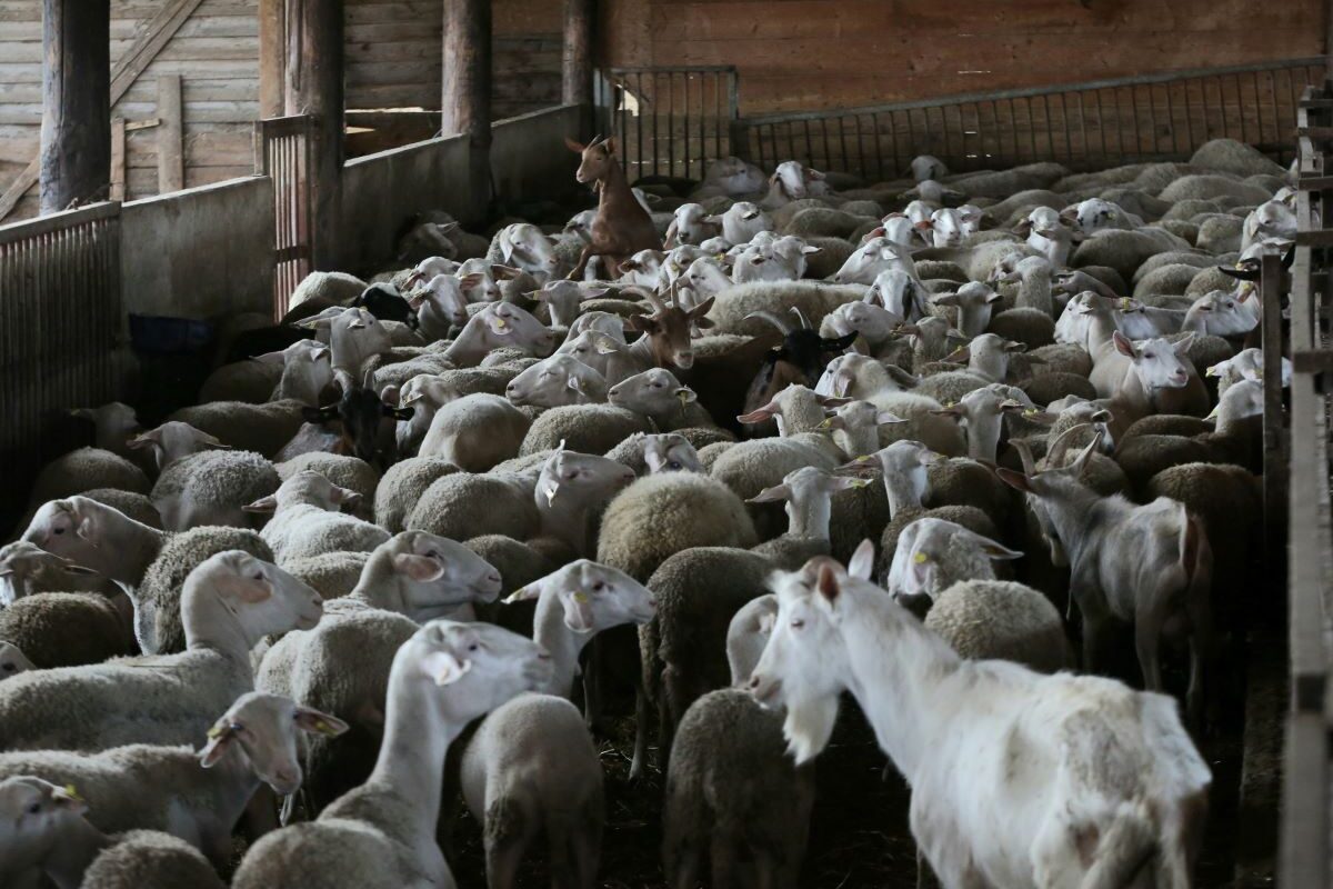 Καταρρέει η ελληνική κτηνοτροφία από την ευλογιά – Απώλειες 350 εκατ. και εκατοντάδων…