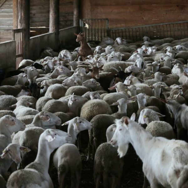 Καταρρέει η ελληνική κτηνοτροφία από την ευλογιά – Απώλειες 350&hellip;