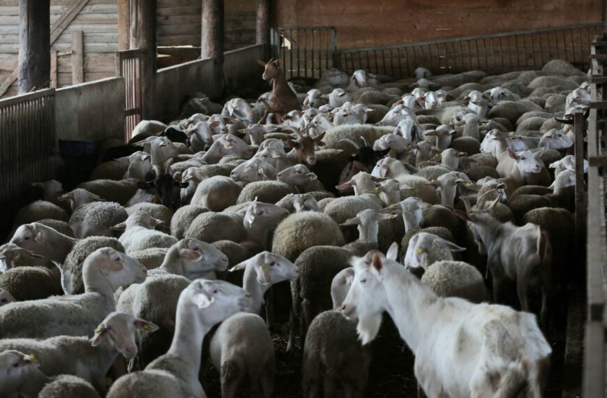 Καταρρέει η ελληνική κτηνοτροφία από την ευλογιά – Απώλειες 350 εκατ. και…