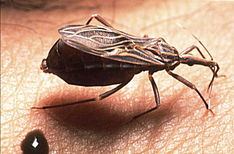 Η νόσος του Chagas «ριζώνει» στις ΗΠΑ μέσω των «κοριών του φιλιού»