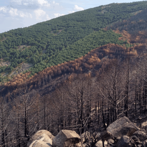 Αναδασώσεις: Γιατί όχι βραδύκαυστα πλατύφυλλα;