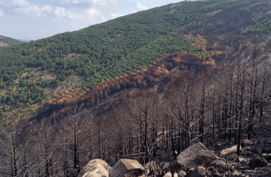 Αναδασώσεις: Γιατί όχι βραδύκαυστα πλατύφυλλα;