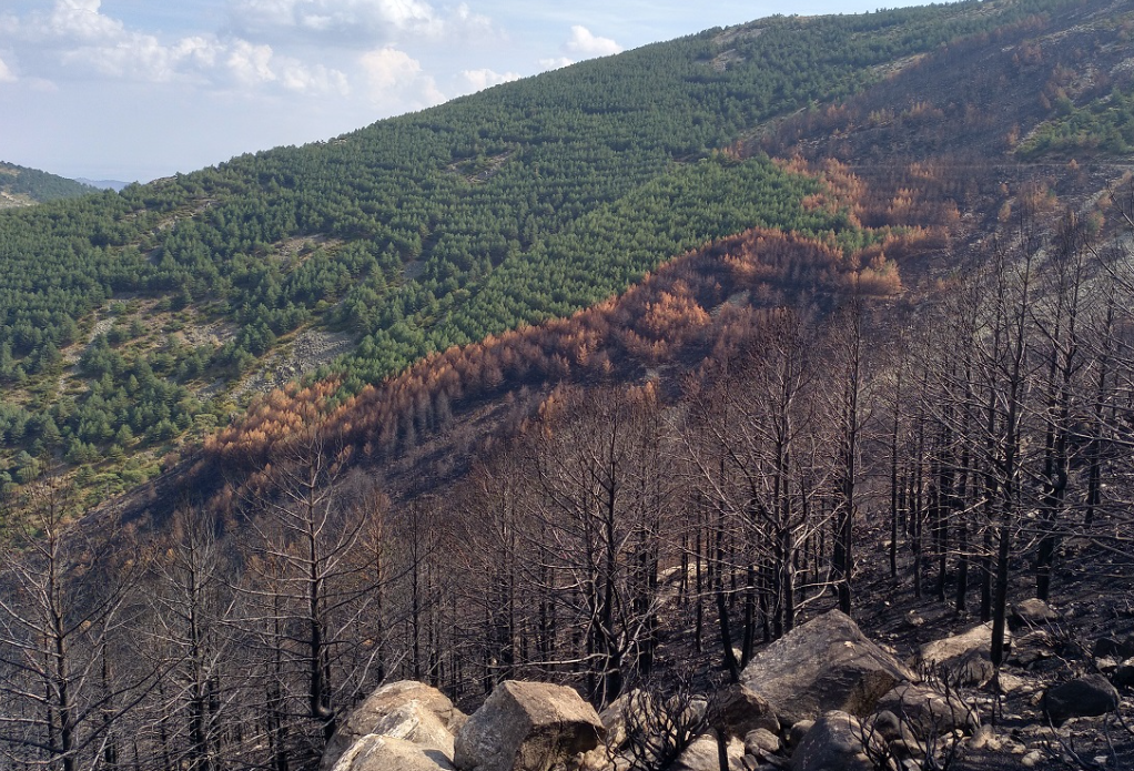 Αναδασώσεις: Γιατί όχι βραδύκαυστα πλατύφυλλα;